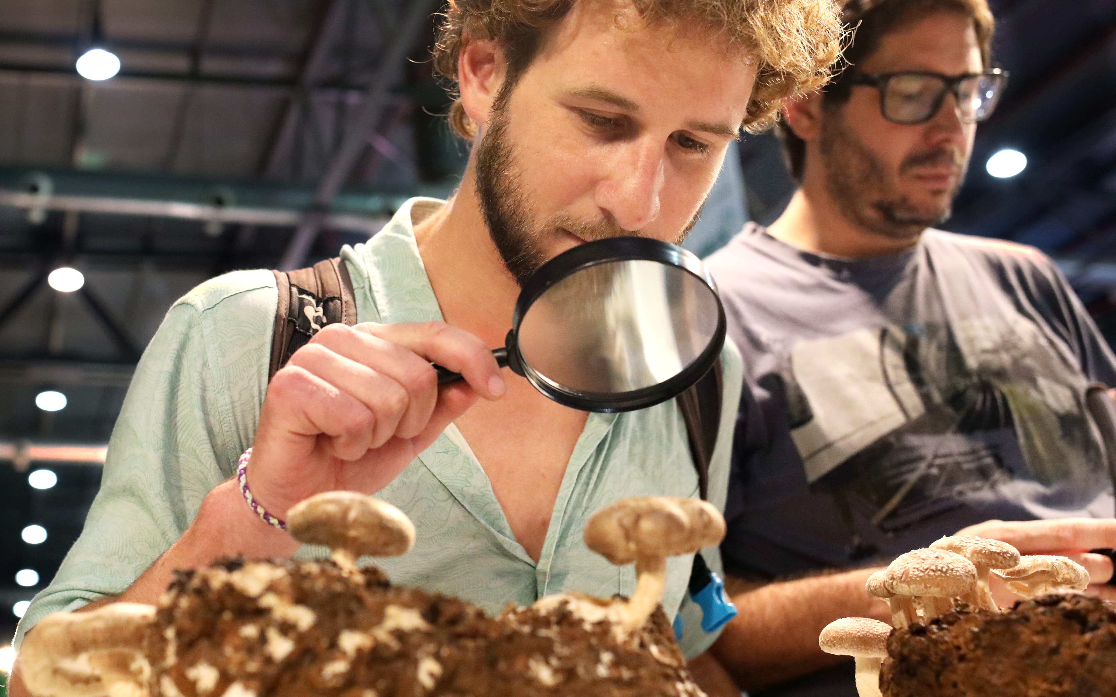 Exhibición de hongos